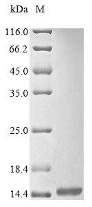 Beta-mammal/insect toxin Ts1, Tityus serrulatus, recombinant