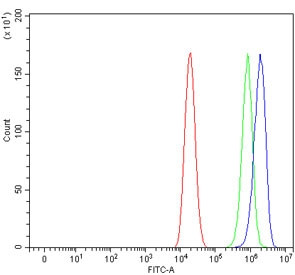 Anti-AQP11 / Aquaporin 11