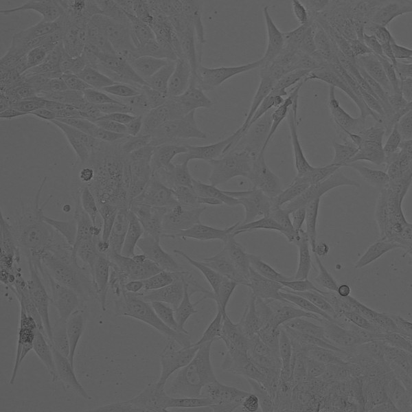 CLS-CD-3575 Cells