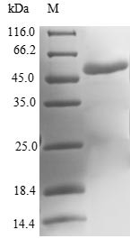 Molybdopterin synthase catalytic subunit (MOCS2), human, recombinant