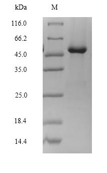 Lutropin-choriogonadotropic hormone receptor (Lhcgr), partial, rat, recombinant