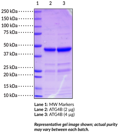 ATG4B (human recombinant)