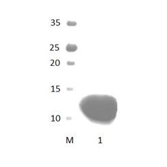 LIN7C PDZ Domain