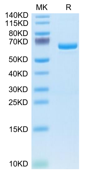 Human APOE4/Apolipoprotein E Protein