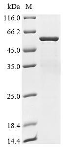 ADAMTS-like protein 5 (ADAMTSL5), human, recombinant