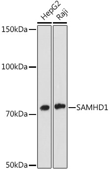 Anti-SAMHD1