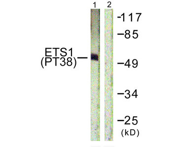 Anti-Phospho-Ets1 (Thr38)