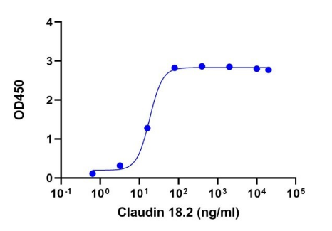 CLDN18.2, hFc, Human