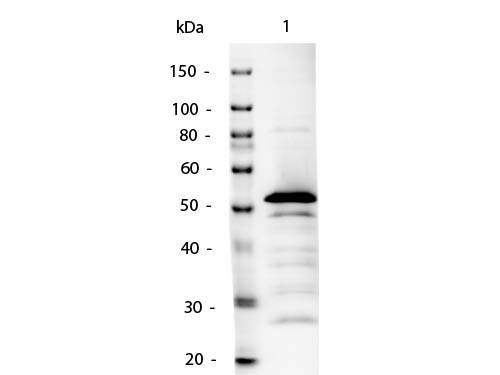Anti-Mouse IgG2a (Gamma 2A Chain) [Rabbit] Alkaline Phosphatase conjugated