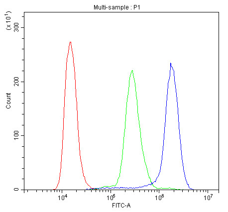 Anti-CD2AP, clone 5F8