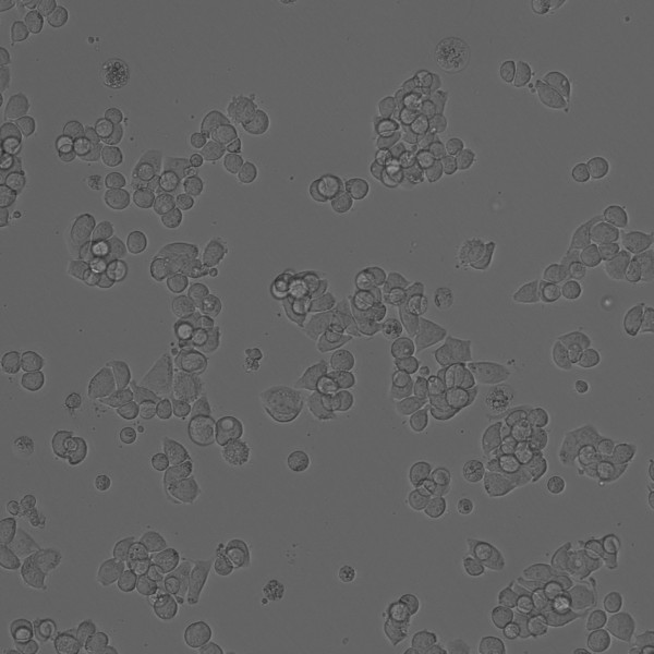SW-403 Cells