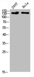 Anti-COL1A2/COL1A1