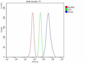 Anti-BCL6 / B-cell lymphoma 6