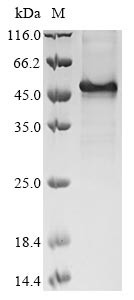 Structural polyprotein, partial, Barmah forest virus, recombinant