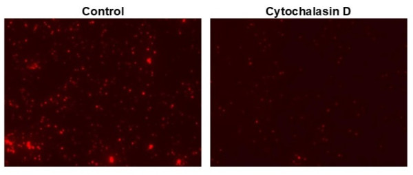 Protonex(TM) Red 670-E. coli Conjugate