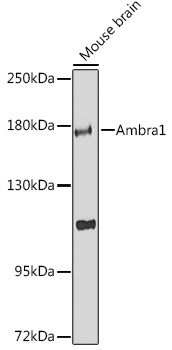 Anti-AMBRA1