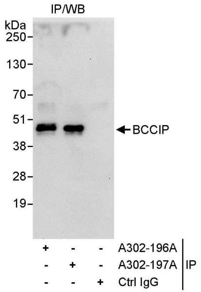 Anti-BCCIP