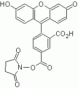 5-FAM, SE (5-Carboxyfluorescein, succinimidyl ester) *Single isomer*
