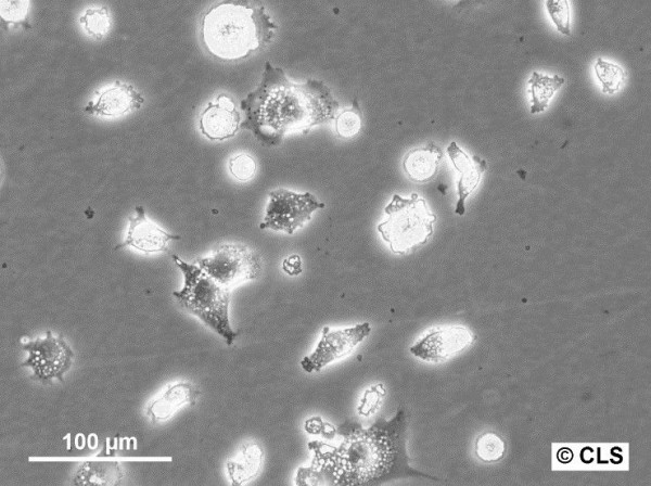 HS1-CLS Cells