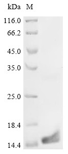 Regenerating islet-derived protein 3-beta (Reg3b), mouse, recombinant