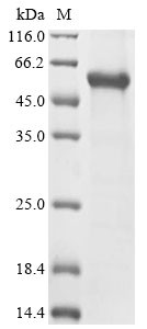 Protein c-Fos (Fos), mouse, recombinant