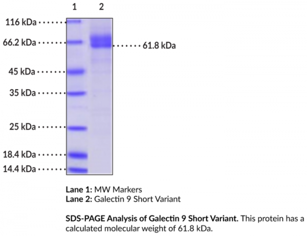 Galectin 9 Short Variant (human, recombinant)