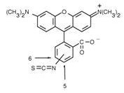 Anti-Rhodamine, clone 11H10