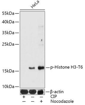 Anti-phospho-Histone H3 (Thr6)
