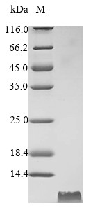 Cathelicidin-6 (CATHL6), bovine, recombinant