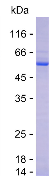 Recombinant Human SEC14L4 Protein