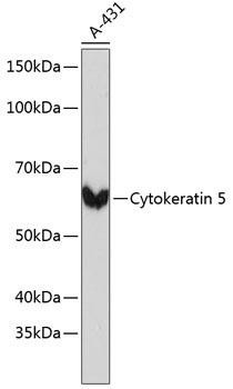 Anti-Cytokeratin 5 (KRT5)