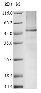 High affinity immunoglobulin gamma Fc receptor I (FCGR1A), human, recombinant