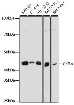 Anti-Casein Kinase 2 alpha (CSNK2A1)