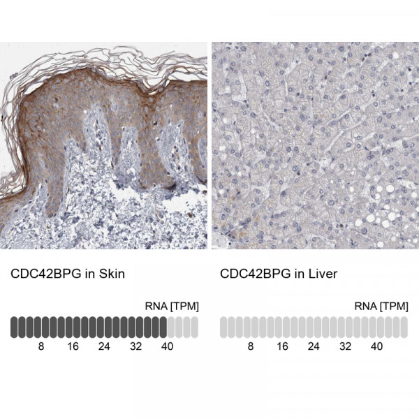 Anti-CDC42BPG