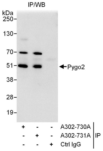 Anti-Pygo2