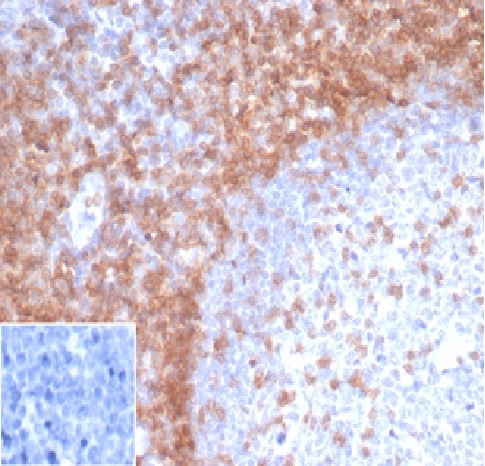 Anti-CD3e (T-Cell Marker), recombinant antibody, clone rC3e/1931