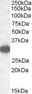 Anti-Monoglyceride Lipase, Internal (near N-term)