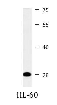 Anti-Syntenin 2