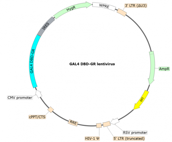 GAL4 DBD-GR Lentivirus