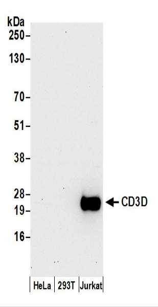 Anti-CD3D
