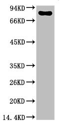 Anti-Luciferase Monoclonal