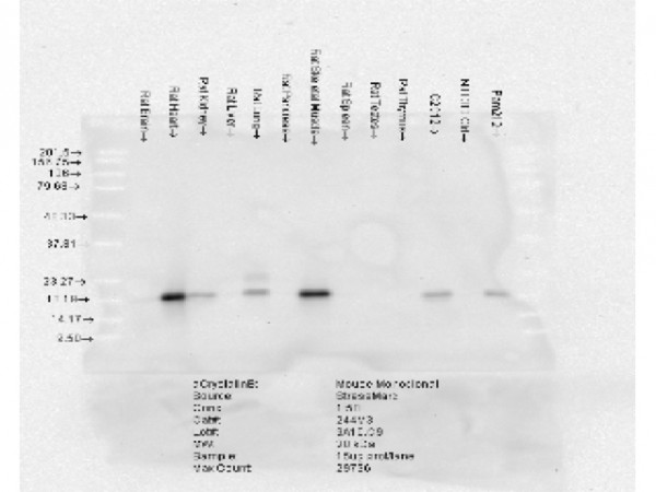 Anti-Alpha B Crystallin, clone 3A10.H4