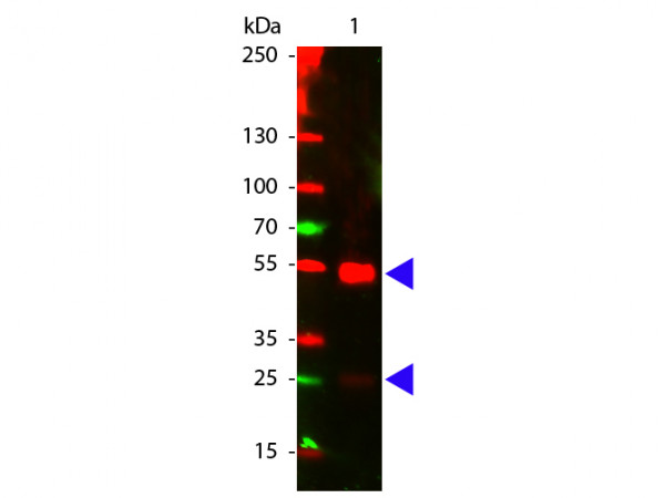 Anti-Goat IgG (H&amp;L) [Donkey] Cy5 conjugated