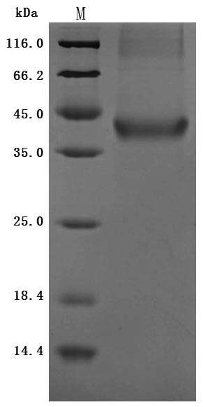 Insulin growth factor-like family member 1 (IGFL1) (Active), human, recombinant