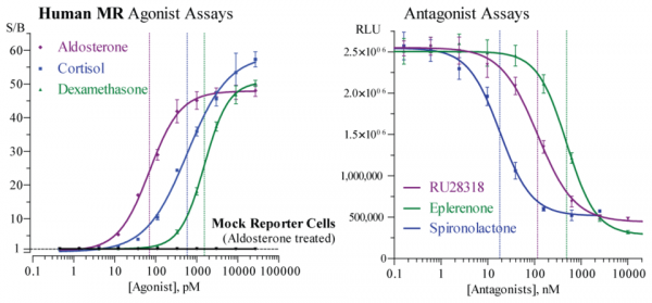 MR (human) Reporter Assay Kit