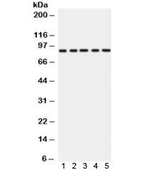 Anti-CD36