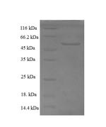 Endoplasmic reticulum-Golgi intermediate compartment protein 3 (ERGIC3), partial, human, recombinant