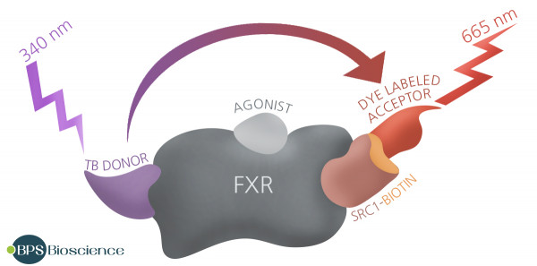 FXR Agonist Assay Kit (TR-FRET)