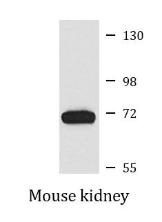 Anti-SOCS-6