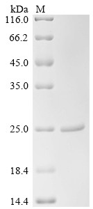 Bleomycin resistance protein (ble), Staphylococcus aureus, recombinant